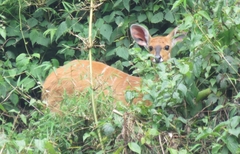 Tragelaphus scriptus