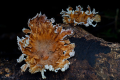 Cymatoderma caperatum
