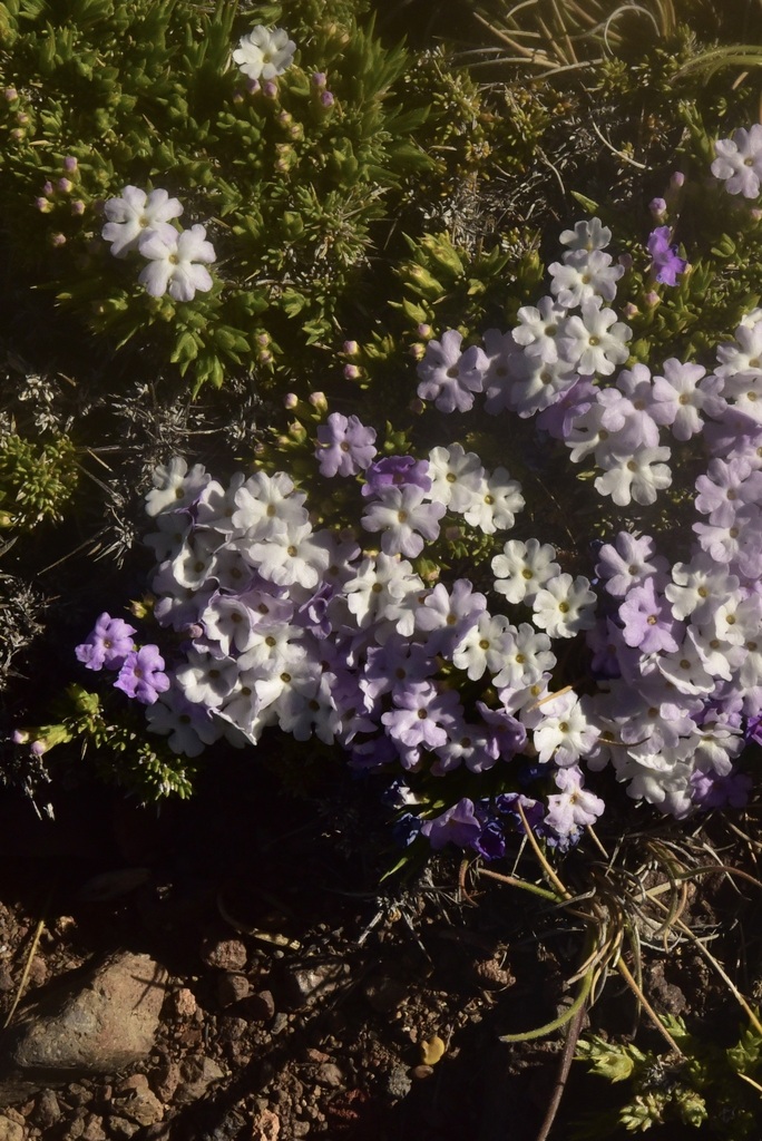 Junellia spissa