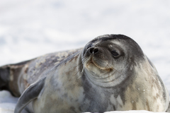 Leptonychotes weddellii