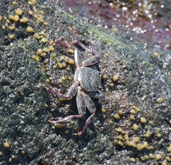 Grapsus tenuicrustatus