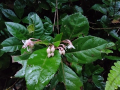 Ardisia japonica