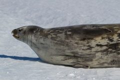 Leptonychotes weddellii