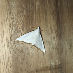 Schoenobiinae