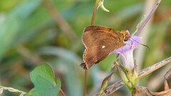 Hasora badra