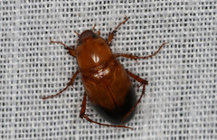 Phyllotocus macleayi