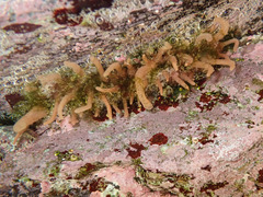 Anthopleura michaelseni