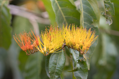 Combretum fruticosum