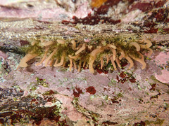 Anthopleura michaelseni