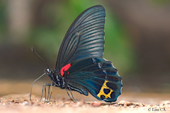 Papilio acheron