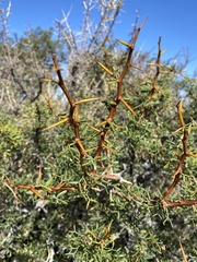 Prosopis denudans