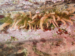 Anthopleura michaelseni