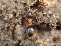 Lasius emarginatus