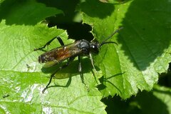 Macrophya annulata
