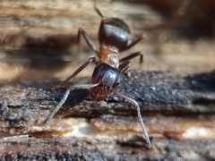 Lasius emarginatus