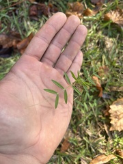 Vicia sativa