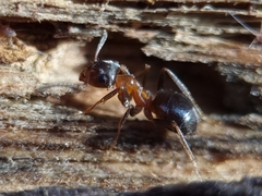 Lasius emarginatus