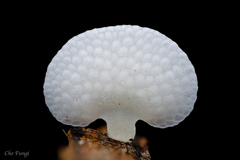Favolaschia nipponica