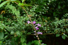 Buddleja lindleyana