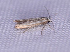 Polyhymno luteostrigella