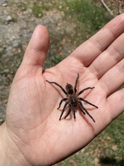 Acanthogonatus pissii