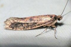 Haplotinea insectella