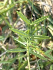 Vicia sativa