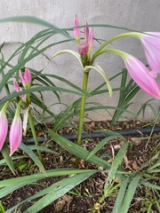 Crinum moorei
