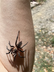 Acanthogonatus pissii