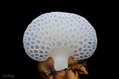 Favolaschia nipponica