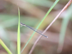 Aciagrion