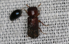 Bostrichidae