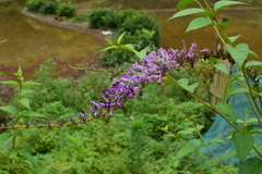Buddleja lindleyana