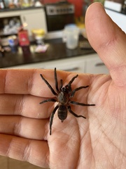 Acanthogonatus pissii