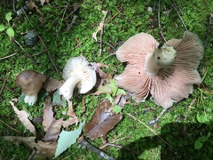 Entoloma