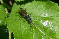 Macrophya annulata