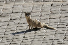 Cynictis penicillata