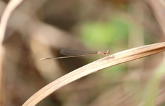Aciagrion pallidum