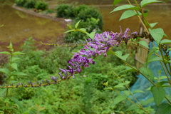 Buddleja lindleyana