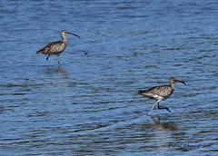 Numenius phaeopus