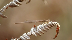 Ceriagrion olivaceum