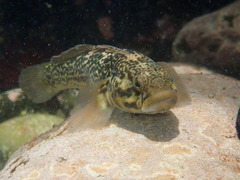 Caffrogobius