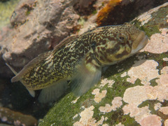 Caffrogobius