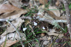 Mazus goodenifolius