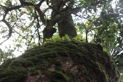 Hymenophyllum fujisanense