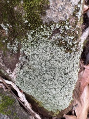 Cladonia apodocarpa