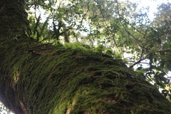 Hymenophyllum fujisanense