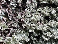 Cladonia apodocarpa
