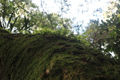 Hymenophyllum fujisanense
