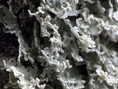 Cladonia apodocarpa